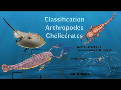 Classification des Arthropodes Chélicérates #1