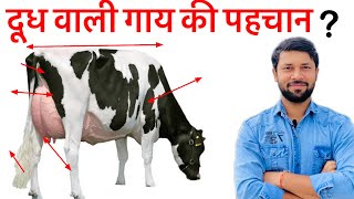 दुधारू गाय की पहचान कैसे करें How select heavy milk buffalo or cow milk  दूध वाली गाय की पहचान