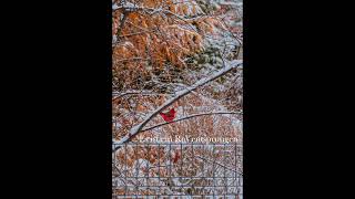 Es ist ein Ros entsprungen (simple arrangement for piano)