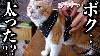 愛猫を太らせた犯人がわかりました！