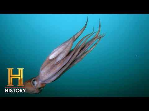 Alien DNA Found in Octopus Genetics | Ancient Aliens