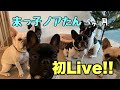 末っ子ノアたんLiveデビュー♪【パピー】