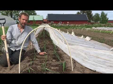 Video: Hembegonia Vård: Plantering, Vattning Och Utfodring