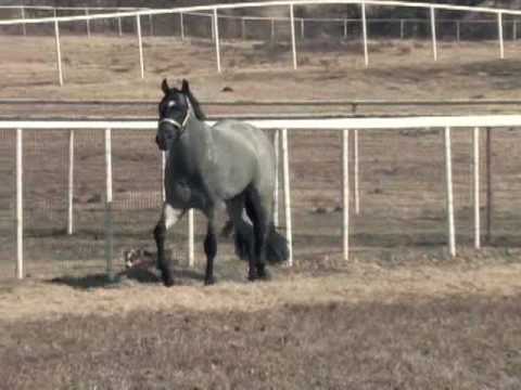 My Final Notice - AQHA Blue Roan Stallion