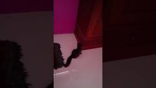Kuku Bubu Butek Butek Butek