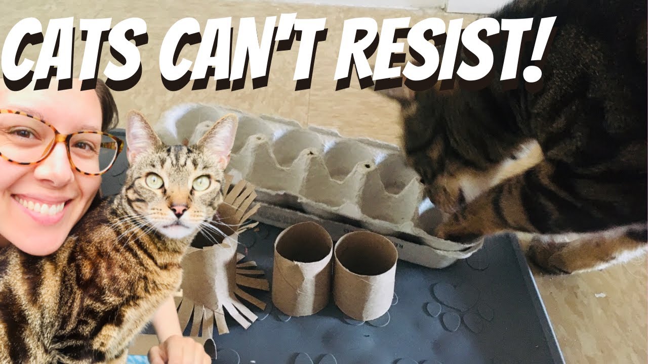 DIY: Cat Ring Toys Made from TP Rolls - Arizona Humane Society