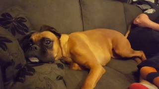 Boxer dog has hilarious tantrum