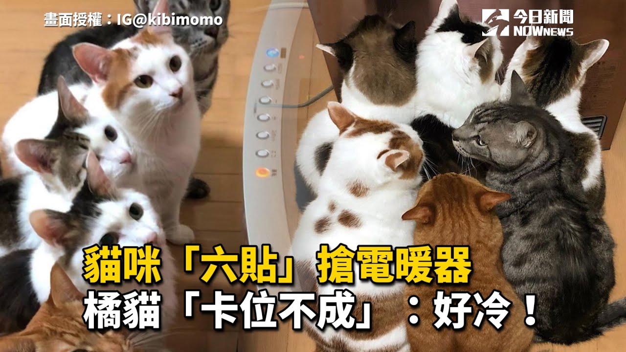 貓咪「六貼」搶電暖器　橘貓「卡位不成」：好冷！