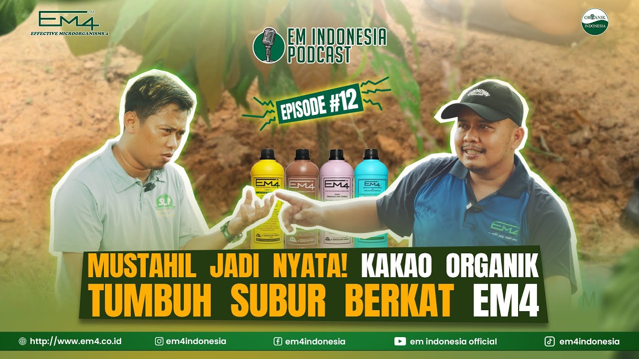 Mustahil Jadi Nyata! Kakao Organik Tumbuh Subur Berkat EM4