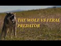 "PREY" 2022 | The Wolf vs The Predator | Predator saves Bunny ( HD ) Movie link in description