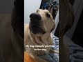 He sings better than me. #dogs #puppy #singingdogs