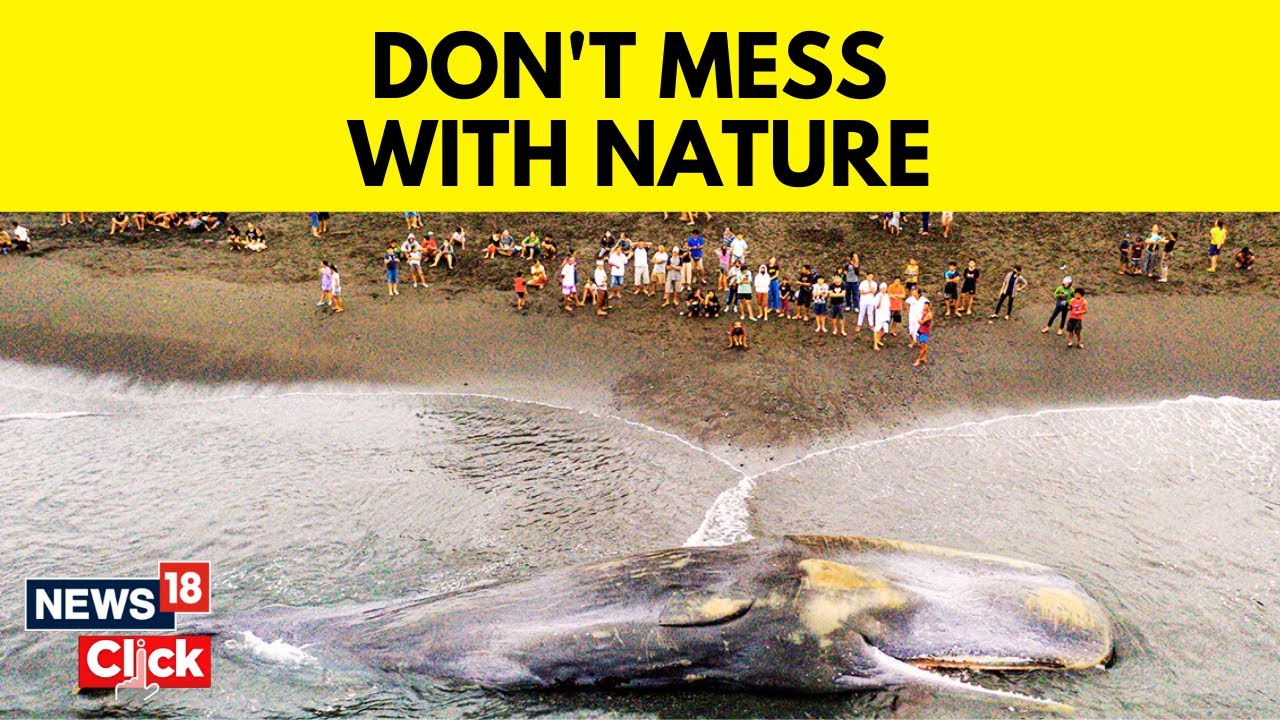 Sixth Sperm Whale Dies on British Beach