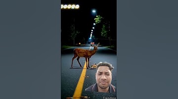 Thumbnail of #love #whowillbemylifepartnerta #animals #song #nothingimposibleinthisworld #hindisong #funny