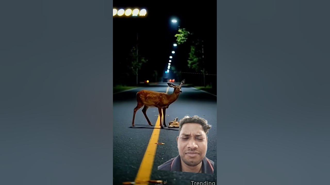 #love #whowillbemylifepartnerta #animals #song #nothingimposibleinthisworld #hindisong #funny