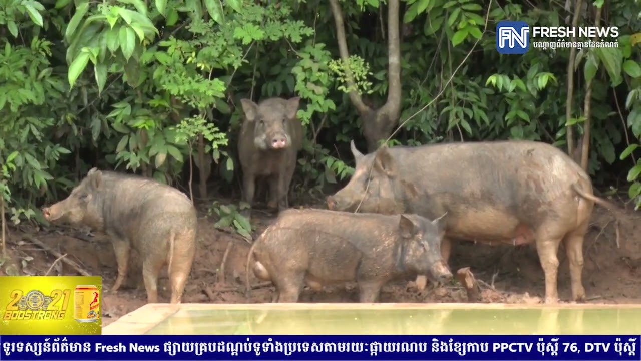 ក្រសួងបរិស្ថាន បង្កាត់ពូជជ្រូកឦសាន, ជ្រូកគូលែន និងជ្រូកព្រៃ ចែកជូនប្រជាសហគមន៍ ក្នុងតំបន់ការពារធនធាន.