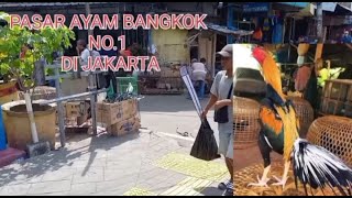 Pasar Ayam Bangkok Terbesar No.1 di Jakarta