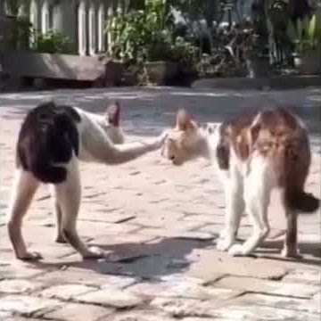 Ieu saha.. ucing aing ucing