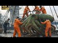 World's Largest Octopus Catch? 104KG Giant Pacific Octopus Haul #video  