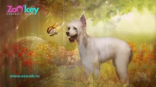 Работа мастера ZoO`key Ларисы Ивановской.Груминг Китайской хохлатой пуховки Джулии. Работа мастера ZoO`key Ларисы Ивановской.Груминг Китайской хохлатой пуховки Джулии.