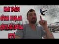 KAR BİR GELDİ PİR GELDİ!!ÇİFTLİĞİ KARA KUŞLAR İSTİLA ETTİ