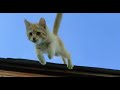 Умные котята 3 месяца 😻 smart kittens