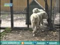 Туркменский волкодав в Конаково.