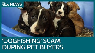 The cruel 'Dogfishing' scam duping dog lovers | ITV News