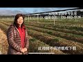 加拿大花旗参农场 —【Maybel 话你知】Canadian Ginseng farm tour