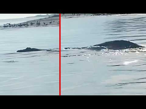 Lake Monster Footage That Experts Are Taking Seriously - Part 2