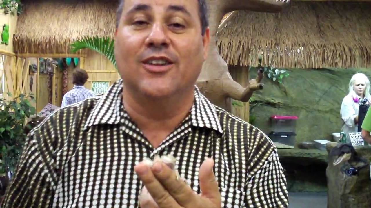 alligators miami Two Headed Bearded Dragon Lizard Prank or Real?