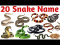 20 सांपों के नाम सीखें | 20 Snake Names with Picture &amp; Sound for Kids Fun Learning Video
