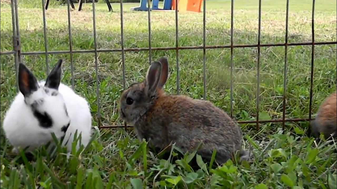 Baby Rabbits Playing YouTube