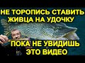 Не торопись цеплять живца на наживу! СМОТРИ ВИДЕО! ПРО ловлю щуки на живца 2023