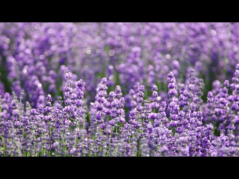 Expert Lavender Growing Tips for Home Gardeners — Empress of Dirt