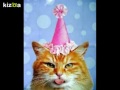 Montage Vidéo Kizoa Joyeux Anniversaire Les Chats