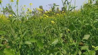 40 bigha faarm house bikau hain km kimat me.agriculture land for sale. bikau jameen