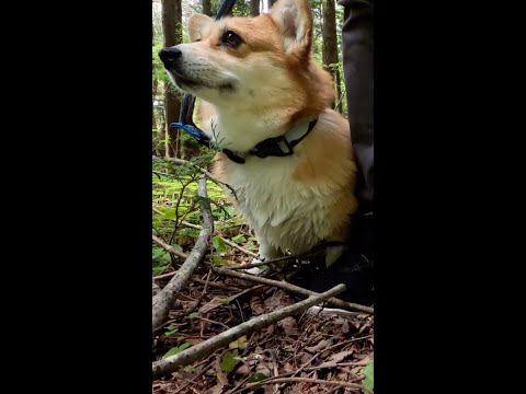 まだ帰りたくないコーギー / Corgi doesn't want to go home yet #コーギー #サクラ #corgi