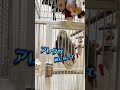 鳥に「鬼やな』っていたらアレクサを鬼にしてしまった💦ヨウムのヒトちゃん