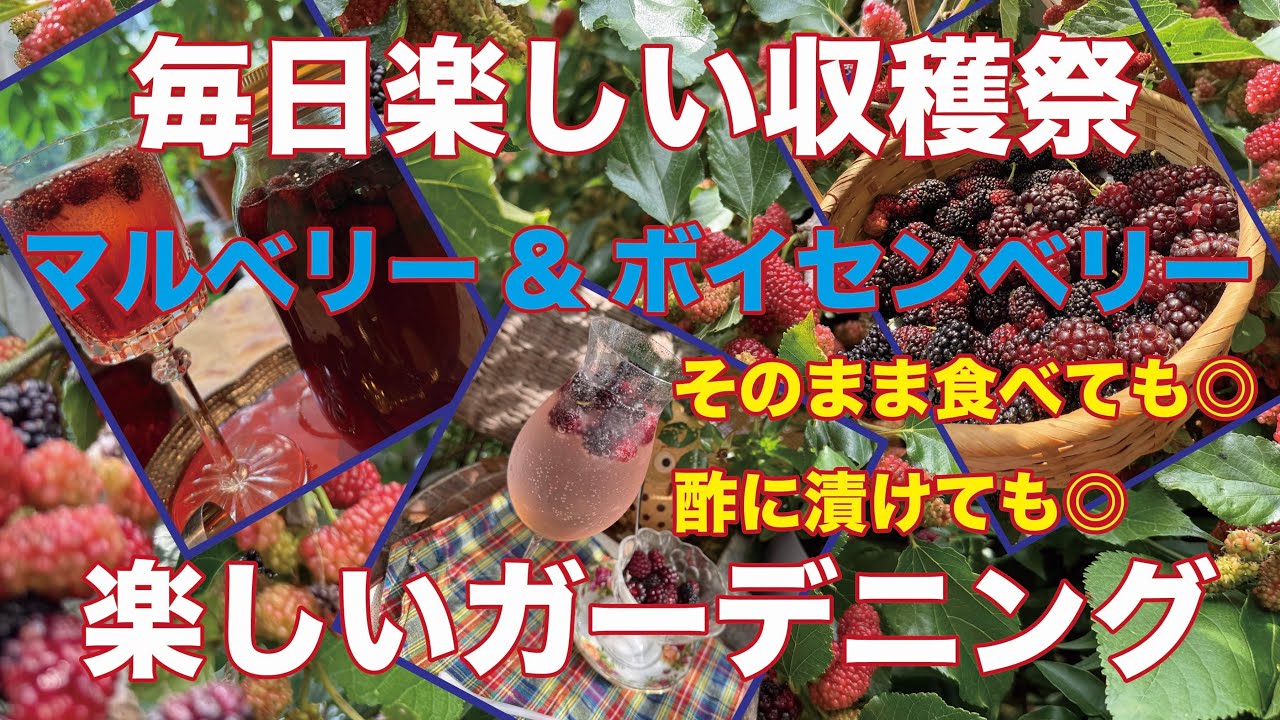 収穫できます　マルベリー ベランダ果樹園】マルベリー収穫！！ - YouTube