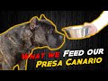 What We Feed Our Presa Canario