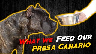 What We Feed Our Presa Canario