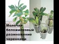 Размножаем молочай беложилковый или эуфорбию черенками.//euphorbia belozhilkovy//