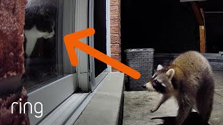 Raccoon Gets Jump-Scared By Indoor Cat | RingTV