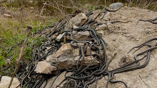 THOUSANDS of garter snakes mating. INCREDIBLE!! #nature #nationalgeographic #manitoba