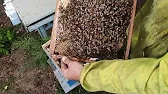 Белорусское Пчеловодство Bee&Ivtodi