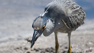 Sample Pictures today at wildlife refuge D500 & NIKKOR 300mm F4 PF & TC14EIII