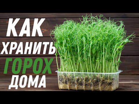Как хранить горох