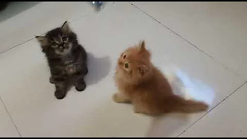 Watch the video about Beautiful persian kittens | Jaguars Pet Farms | Top quality Persians