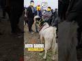 Kota nasal 🐐 #youtubeshorts#trending#tiktok#viralvideo#ytshorts#shortvideo#shorts#viralvideo#bhopal