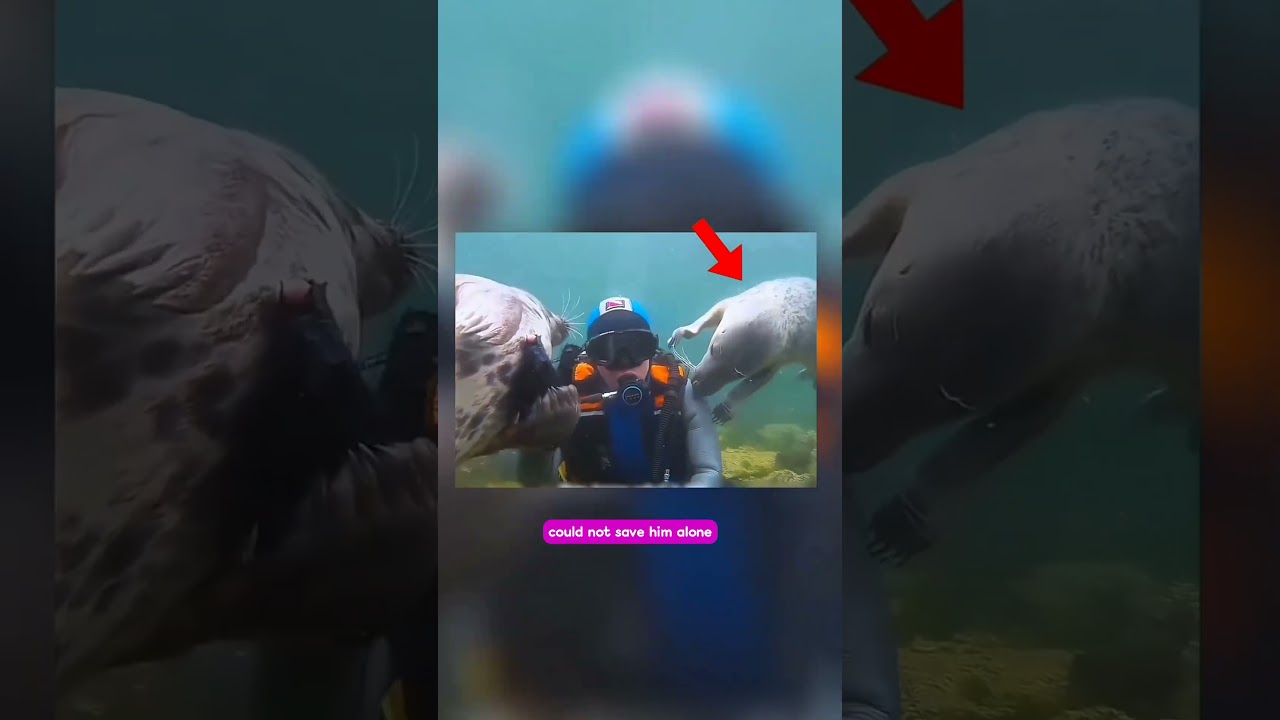 The truth about this seal "attack"... #Shorts #commentary #picashorts